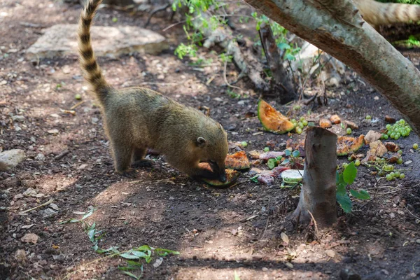 South American Coati Nasua Nasua Dia Ensolarado — Fotografia de Stock