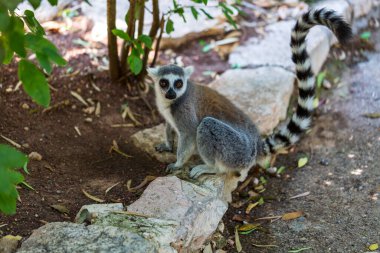 Halka kuyruklu Lemur (lemur catta) hayvanat bahçesinde oturuyor. Madagaskar lemuru hayvan arıyor. Lemur katta uzun kuyruk portresi. Şirin lemuriformes leemur - zooloji