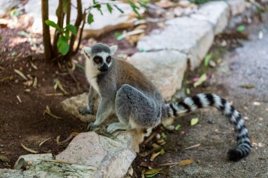Halka kuyruklu Lemur (lemur catta) hayvanat bahçesinde oturuyor. Madagaskar lemuru hayvan arıyor. Lemur katta uzun kuyruk portresi. Şirin lemuriformes leemur - zooloji