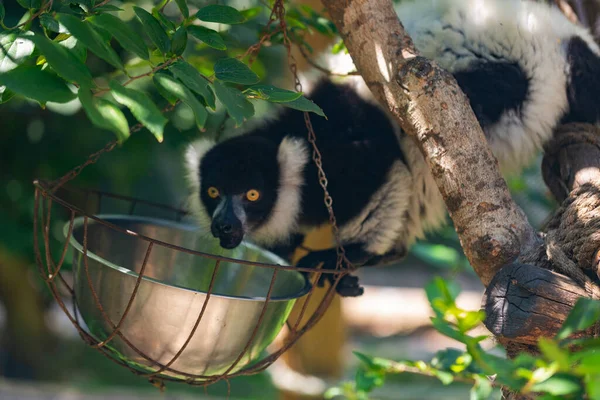 Preto Branco Ruffed Lemur — Fotografia de Stock