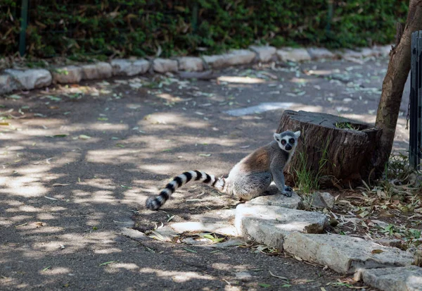 Зворотний Хвіст Лемур Lemur Catta Сидить Зоопарку Мадагаскар Лимурна Тварина — стокове фото