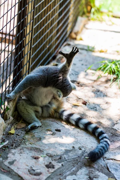 Κοτσίδα Lemur Lemur Catta Κάθεται Στο Ζωολογικό Κήπο Ζώο Λεμούριος — Φωτογραφία Αρχείου