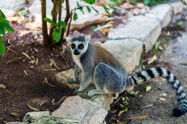 Ringschwanzlemur Lemurenkatze Sitzt Zoo Madagaskar Lemur Tier Suchen Porträt Eines — Stockfoto
