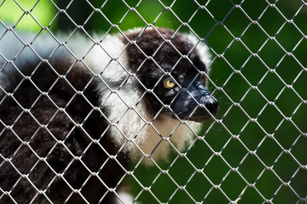 Preto Branco Ruffed Lemur — Fotografia de Stock