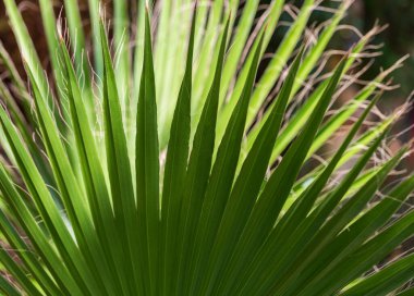 Tasarım, makro yüzey ve geometri için arka plan olarak tropikal yeşil yaprak dokusu kullanılır.