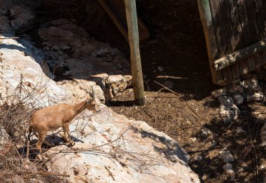 Şirin keçi kayalara tırmanıyor.