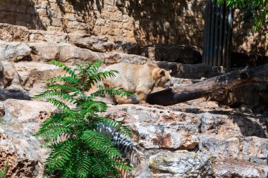 Taşların üzerinde yürüyen kahverengi bir ayı