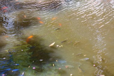 Güneşli bir günde suda balık