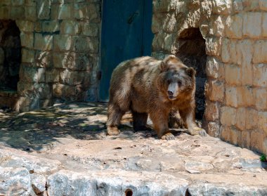 Kahverengi ayı taştan bir duvarın arkasında dört ayak üzerinde duruyor.