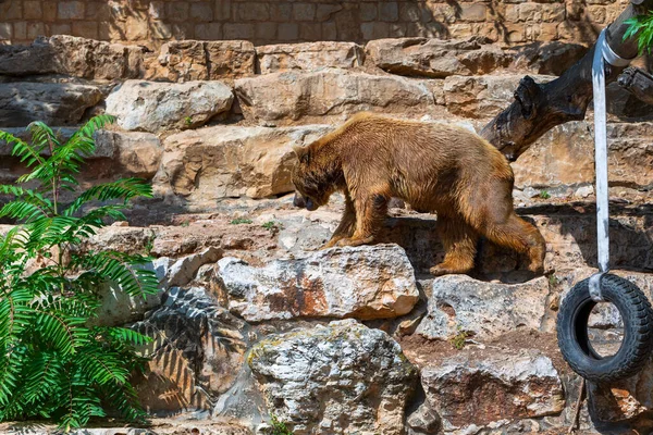 Urso Marrom Andando Sobre Pedras — Fotografia de Stock
