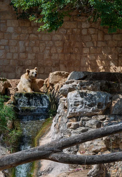Brązowy Niedźwiedź Siedzący Kamieniach Nad Wodą Patrzący Kamerę — Zdjęcie stockowe