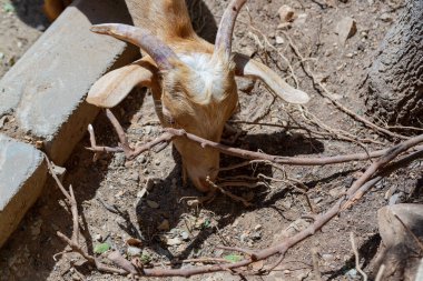 Yaşlı yerli keçi. Güneşli bir günde kırsal alan kapanıyor.