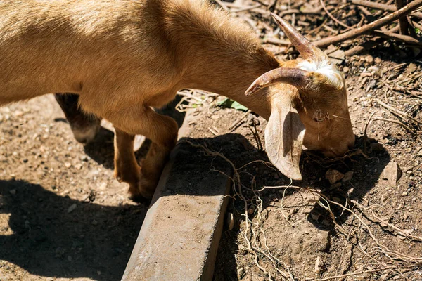 old domestic goat. The rural scene on sunny day, close up