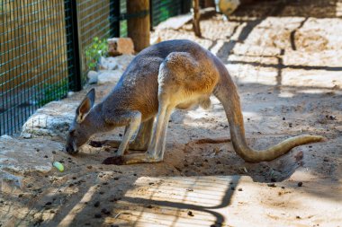 Kanguru hayvanat bahçesinde yemek yiyor.