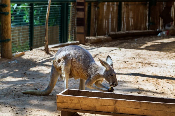 Kanguru Hayvanat Bahçesinde Yemek Yiyor — Stok fotoğraf