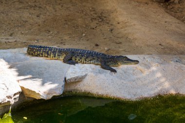 Timsah nehrin kenarında bir taşın üzerinde oturuyor. Timsah yavrusu güneşleniyor.