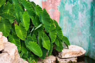 Yeşil kaladyum fil kulak bitkisi. Dışarıda, dışarıda..