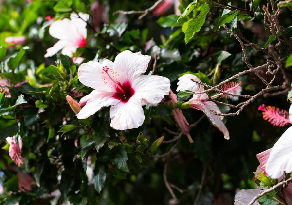 Bright Pink Flower Hibiscus Hibiscus Rosa Sinensis Green Background — Stock Photo, Image