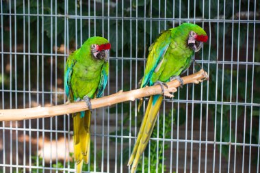 Parkta iki papağan. Sığ odak 