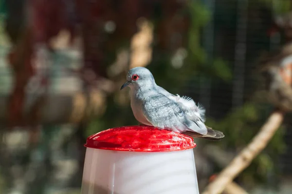 Алмазний Голуб Geopelia Cuneata — стокове фото