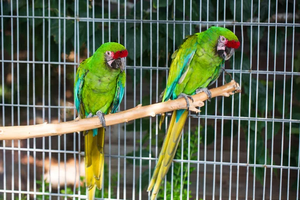 Parkta iki papağan. Sığ odak 
