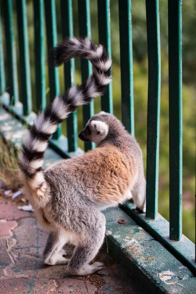 Madagaskar Lemuru Hayvan Arıyor Lemur Katta Uzun Kuyruk Portresi Şirin — Stok fotoğraf