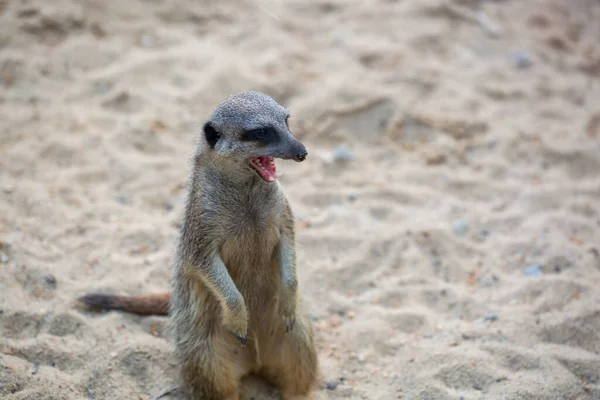 Μια Meerkat Suricata Suricatta Στο Ζωολογικό Κήπο — Φωτογραφία Αρχείου