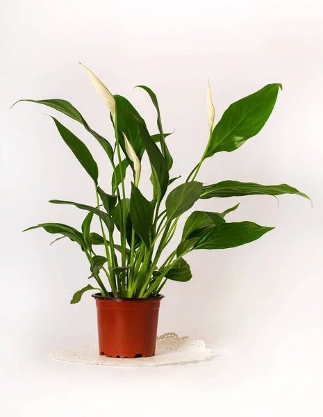Spathiphyllum Planta Frente Fundo Branco Vista Lateral Com Espaço Cópia — Fotografia de Stock