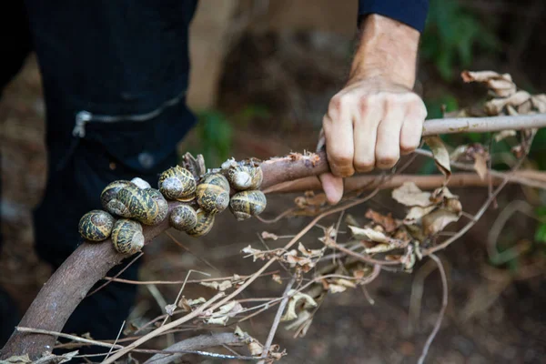 Mano Tiene Ramo Con Colonia Chiocciole Lumache Ramo Impianto — Foto Stock