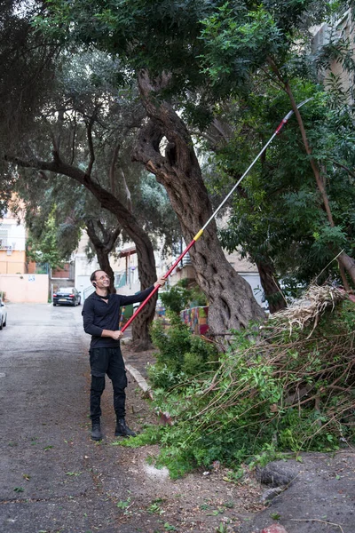 Tree worker has cut a large tree limb off with a pole saw. A worker cutting branches with telescopic hand saw. gardener trimming trees with telescopic pole saw in garden