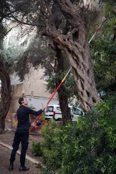 Tree worker has cut a large tree limb off with a pole saw. A worker cutting branches with telescopic hand saw. gardener trimming trees with telescopic pole saw in garden