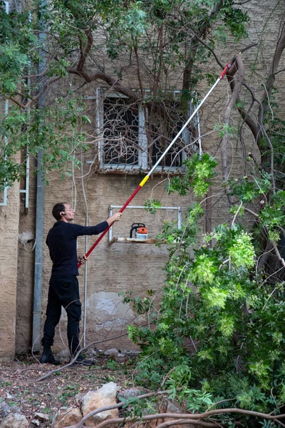 Tree worker has cut a large tree limb off with a pole saw. A worker cutting branches with telescopic hand saw. gardener trimming trees with telescopic pole saw in garden