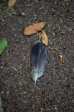 Kaldırımdaki kuş tüyü. Kaya gibi gri bir kaldırımda tüylü bir tüy.