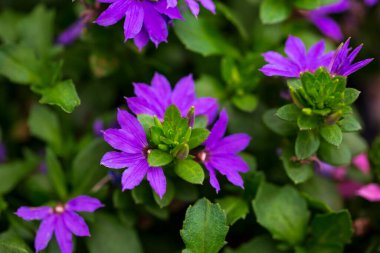 Bahar ya da aşk konsepti için bulanık arka planda güzel bir çiçek. Doğal bahar sahnesi, tasarım dokusu, kopyalama alanı. Pankart. Yaklaş, arka ışıklandırma. Duvar kağıdı, kartpostal, poster tasarımı için fikir.