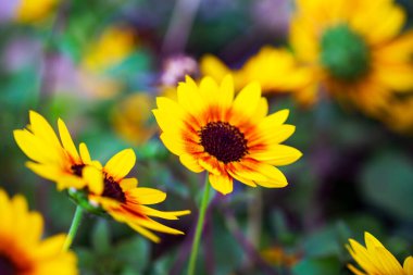 Bahar ya da aşk konsepti için bulanık arka planda güzel bir çiçek. Doğal bahar sahnesi, tasarım dokusu, kopyalama alanı. Pankart. Yaklaş, arka ışıklandırma. Duvar kağıdı, kartpostal, poster tasarımı için fikir.