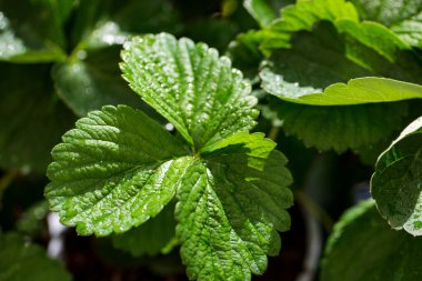 Parlak yeşil çilek yapraklarının yağmurdan sonra damlalarının seçmeli odak noktası. Bahçede meyvesiz çilek çalıları. Duvar kağıdı, kartpostal, poster tasarımı, afiş, kopyalama alanı için fikir, kapat.
