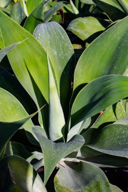 Sivri uçlu ağaç yaprakları. Duvar kağıdı, kartpostal, poster tasarımı, afiş, kopyalama alanı için fikir, kapat.