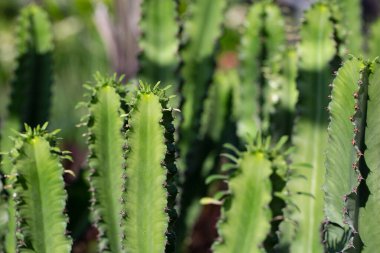 Güzel kaktüsün seçmeli odak noktası. Duvar kağıdı, kartpostal, poster tasarımı, afiş, kopyalama alanı, makroyu kapat.