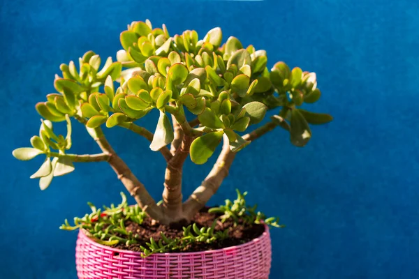 Selektywne Skupienie Crassula Ovata Jade Plant Money Plant Soczyste Roślin — Zdjęcie stockowe