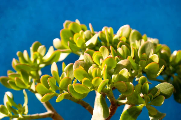 Selective focus of crassula ovata (Jade Plant, Money Plant) succulent plant close up. Floral background. Idea for wallpaper, postcard, poster design, banner, copy space, close up.