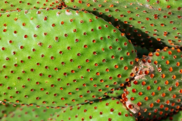 Selective Focus Shot Beautiful Cactus Idea Wallpaper Postcard Poster Design — Stock Photo, Image