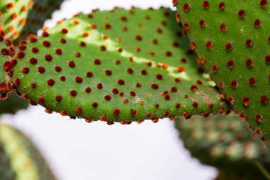 Güzel kaktüsün seçmeli odak noktası. Duvar kağıdı, kartpostal, poster tasarımı, afiş, kopyalama alanı, makroyu kapat.