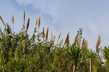 Bahçıvanlık mağazasında yeşil ağaçların gökyüzüne karşı seçici odak noktası. Duvar kağıdı, kartpostal, poster tasarımı, afiş, fotokopi alanı, kapat. Bahar ya da yaz Güneşli bir gün.
