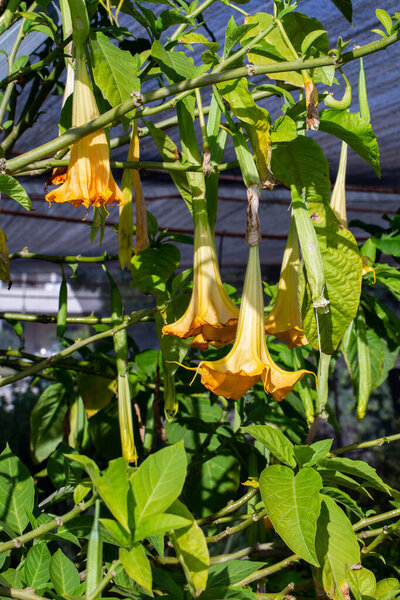 Large yellow Brugmansia called Angels Trumpets or Datura flowers sag from twig. Plant with beautiful huge hanging flowers is popular in ornamental gardens