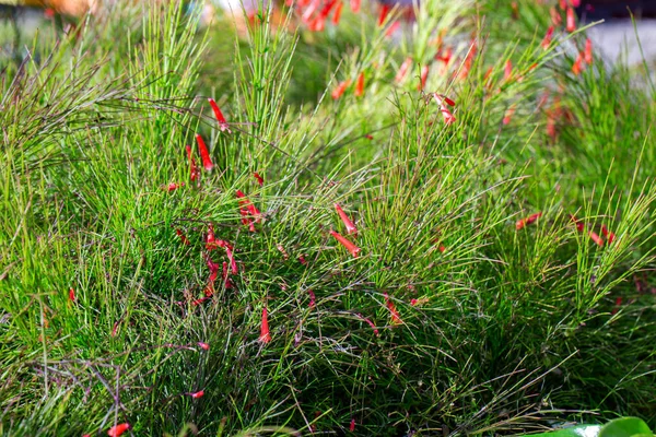 Selektive Fokusaufnahme Schöner Blumen Auf Verschwommenem Hintergrund Nahaufnahme Gegenlicht Idee — Stockfoto