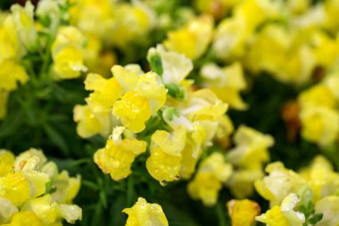 Bulanık arka planda güzel çiçeklerin seçici odak noktası. Yaklaş, arka ışıklandırma. Duvar kağıdı, kartpostal, poster tasarımı, afiş, kopyalama alanı için fikir.