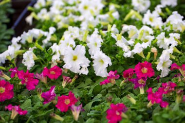 Bulanık arka planda güzel çiçeklerin seçici odak noktası. Yaklaş, arka ışıklandırma. Duvar kağıdı, kartpostal, poster tasarımı, afiş, kopyalama alanı için fikir.