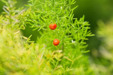 Taze yeşil fidanlar. Parlak yeşil yaprakların seçici odak noktası, seraya tohum ekme. Duvar kağıdı, kartpostal, poster tasarımı, afiş, kopyalama alanı için fikir, kapat.