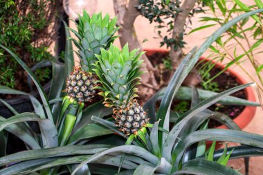 Ev yapımı organik çiftlik kavramında ananas. Evde ananas yetiştiriyorum. Bahçe işleri konsepti. Duvar kağıdı, kartpostal, poster tasarımı, afiş, kopyalama alanı için fikir, kapat.