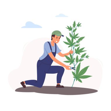 Düz stil esrar yetiştirmenin vektör çizimi. Genç bir işçi marihuana toplayıp budama makinesiyle keser. Yeşil bir çalılıkta bir sürü büyük tomurcuk. İlaç ve eğlence için Indica ve sativa.